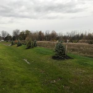 650 Airborne Parkway Tree Planting